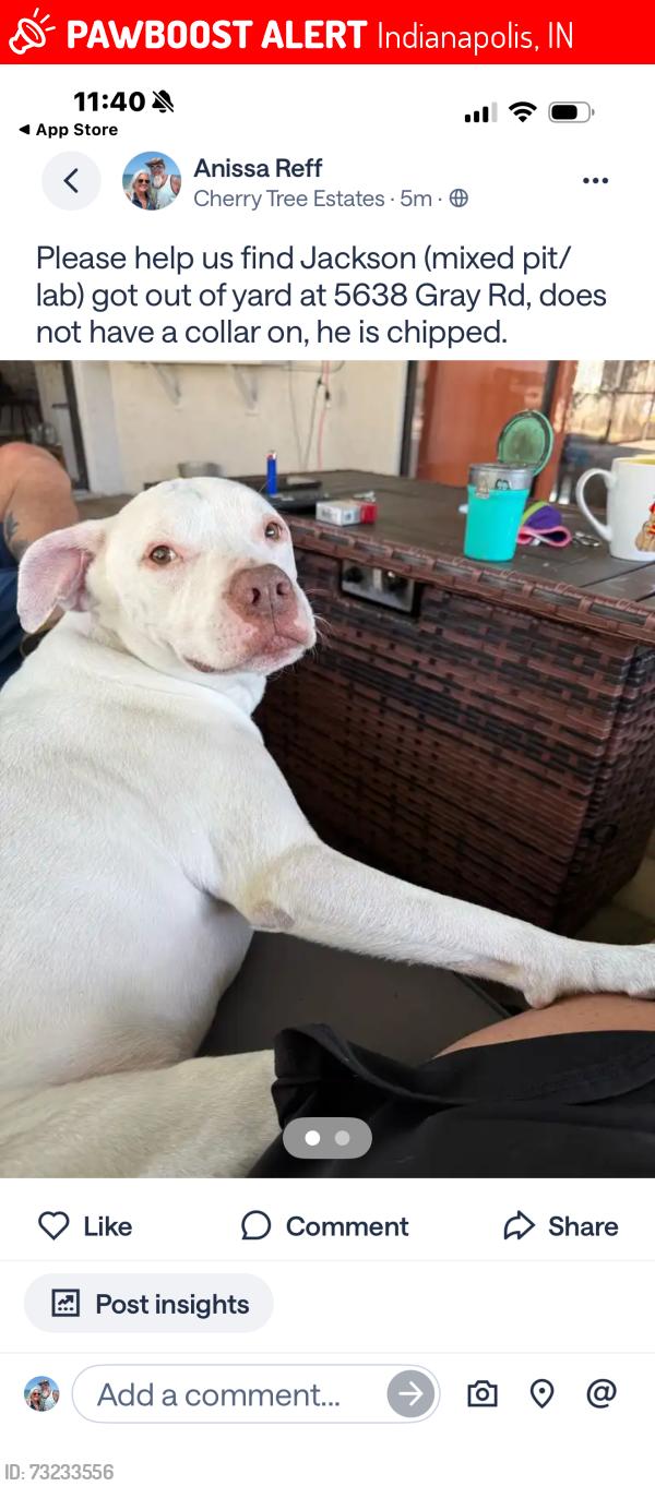 Lost Male Dog last seen Edgewood and Thompson, Indianapolis, IN 46237