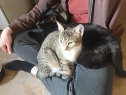 Lost Female Cat last seen Mac market, McMinnville, OR 97128