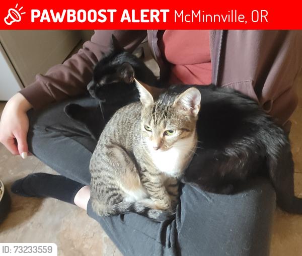 Lost Female Cat last seen Mac market, McMinnville, OR 97128