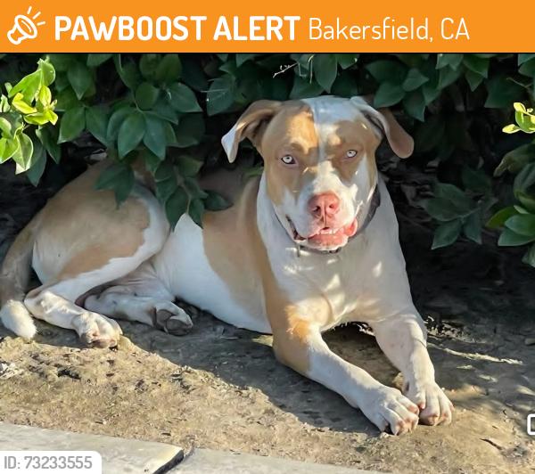Found/Stray Unknown Dog last seen Near Oak St, Bakersfield, CA 93304, Bakersfield, CA 93304