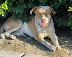 Found/Stray Unknown Dog last seen Near Oak St, Bakersfield, CA 93304, Bakersfield, CA 93304