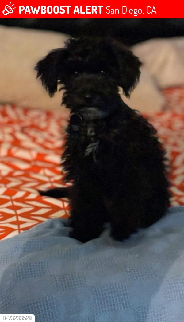 Lost Male Dog last seen Near Texas Street, San Diego, CA 92116