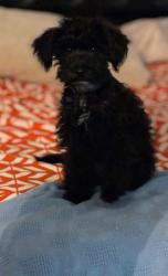 Lost Male Dog last seen Near Texas Street, San Diego, CA 92116