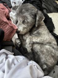 Lost Male Dog last seen Eagleridge dr, Antioch, CA 94509