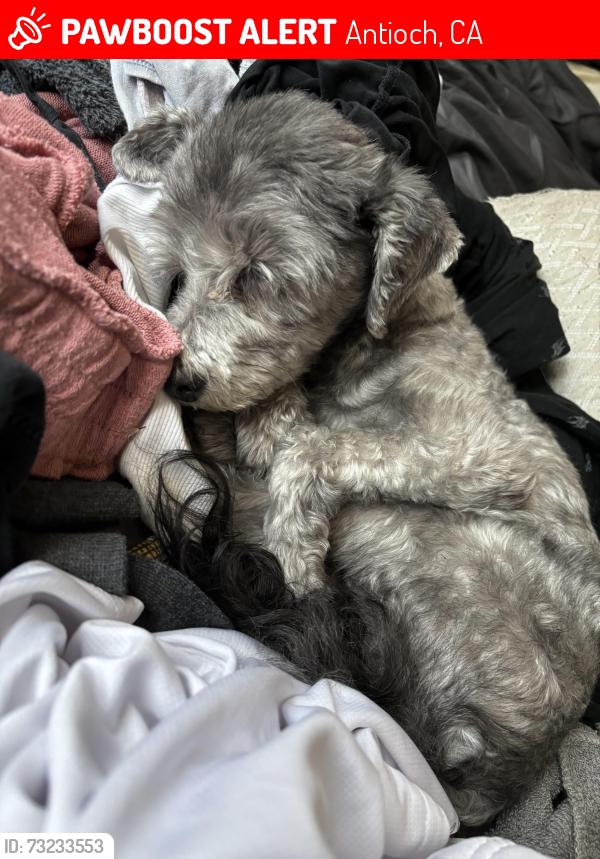 Lost Male Dog last seen Eagleridge dr, Antioch, CA 94509