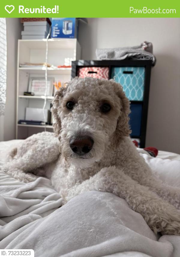 Reunited Male Dog last seen Near s genoa way, Aurora, CO 80013