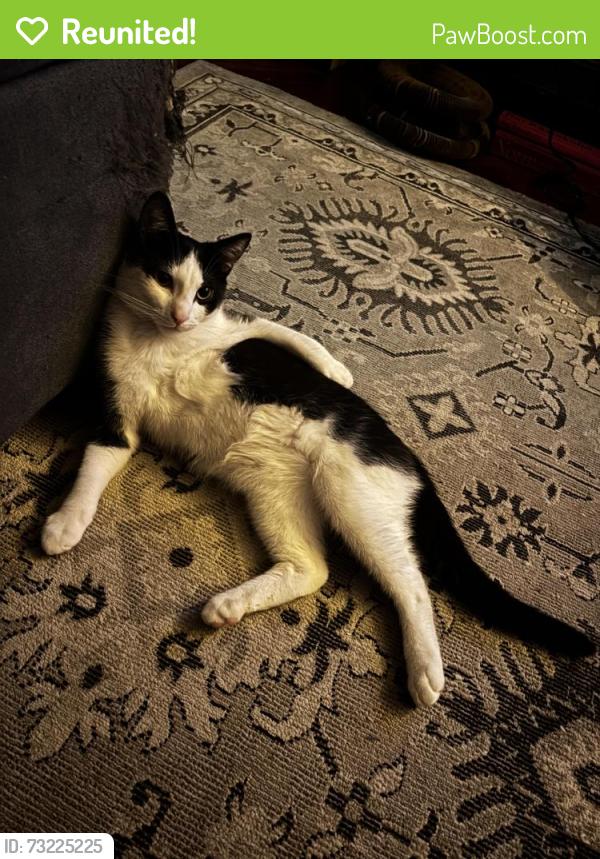 Reunited Male Cat last seen West state and tamarisk, Redlands, CA 92373
