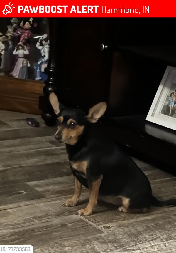 Lost Female Dog last seen Truman St by Columbia park, Hammond, IN 46320