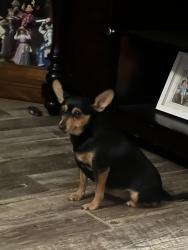 Lost Female Dog last seen Truman St by Columbia park, Hammond, IN 46320