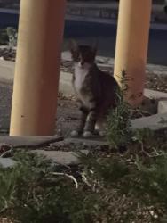 Found/Stray Unknown Cat last seen E 38th ave and north jackson st, Denver, CO 80205