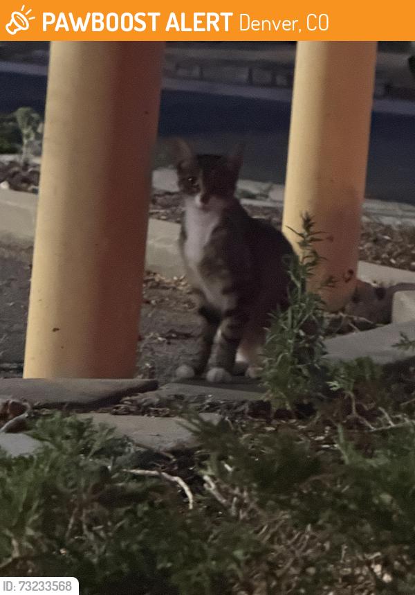 Found/Stray Unknown Cat last seen E 38th ave and north jackson st, Denver, CO 80205