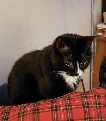 Lost Female Cat last seen Bissonnet and Mulberry, Bellaire, TX 77401