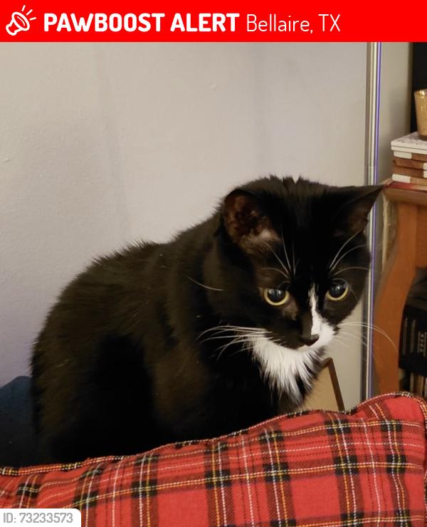 Lost Female Cat last seen Bissonnet and Mulberry, Bellaire, TX 77401