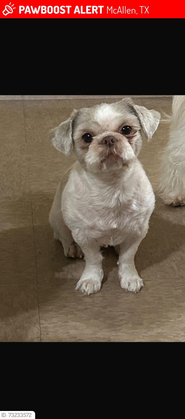 Lost Female Dog last seen Taylor, McAllen, TX 78504