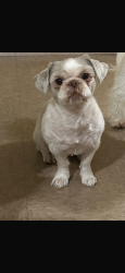 Lost Female Dog last seen Taylor, McAllen, TX 78504