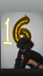 Lost Male Dog last seen Missouri, El Paso, TX 79903