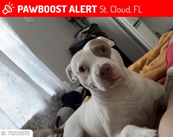 Lost Male Dog last seen Near Oregón avenue St. Cloud, St. Cloud, FL 34769