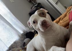 Lost Male Dog last seen Near Oregón avenue St. Cloud, St. Cloud, FL 34769