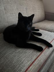 Reunited Male Cat last seen Building 17 tall timbers apmts, Euless, TX 76039