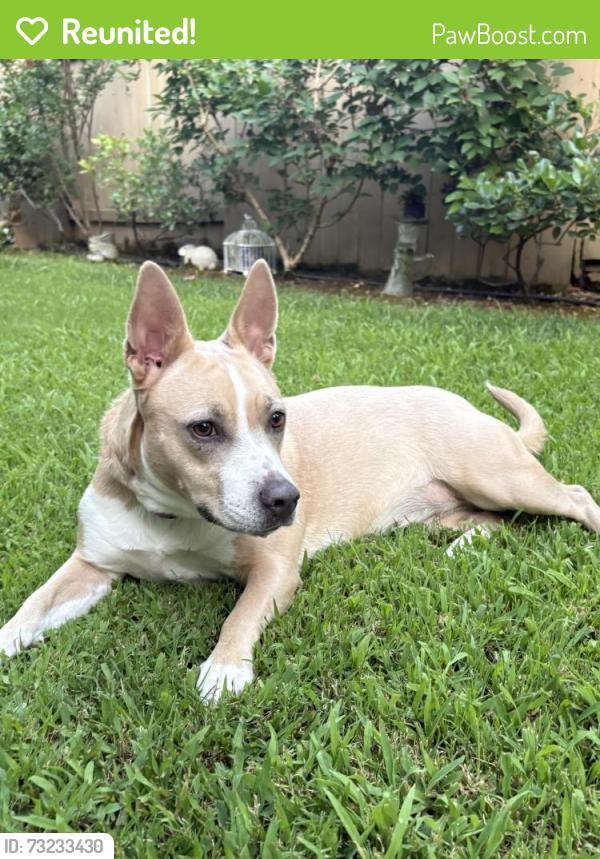 Reunited Female Dog last seen Azinger Way, Sacramento, CA 95829