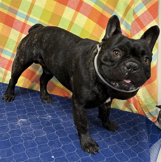 Shelter Stray Male Dog last seen , 38550 Sierra Hwy, Palmdale, CA 93550, USA