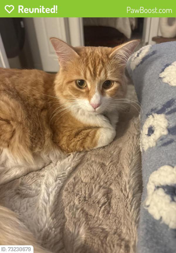 Reunited Female Cat last seen 45th -46th Ave Lawton Kirkham, San Francisco, CA 94122