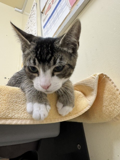 Shelter Stray Male Cat last seen ARIEL AVE, 1950 Stevenson Blvd, Fremont, CA 94538, USA