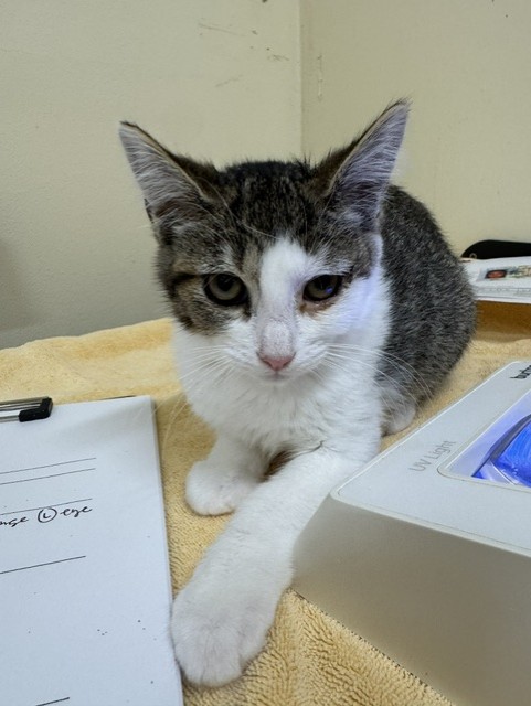 Shelter Stray Female Cat last seen ARIEL AVE, 1950 Stevenson Blvd, Fremont, CA 94538, USA
