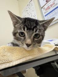Shelter Stray Male Cat last seen ARIEL AVE, 1950 Stevenson Blvd, Fremont, CA 94538, USA