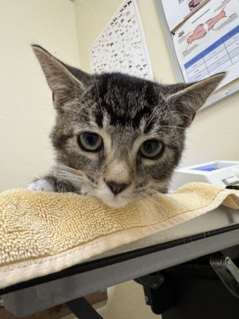 Shelter Stray Male Cat last seen ARIEL AVE, 1950 Stevenson Blvd, Fremont, CA 94538, USA