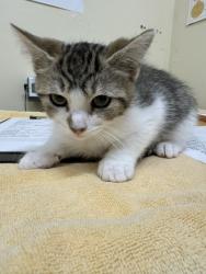 Shelter Stray Male Cat last seen ARIEL AVE, 1950 Stevenson Blvd, Fremont, CA 94538, USA