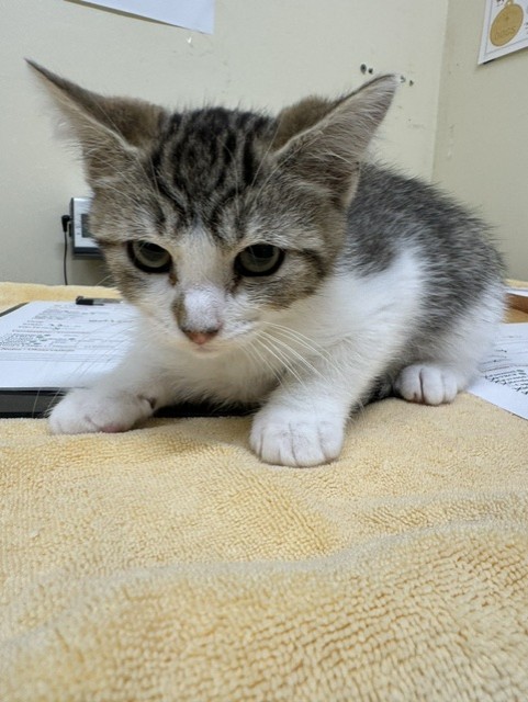 Shelter Stray Male Cat last seen ARIEL AVE, 1950 Stevenson Blvd, Fremont, CA 94538, USA
