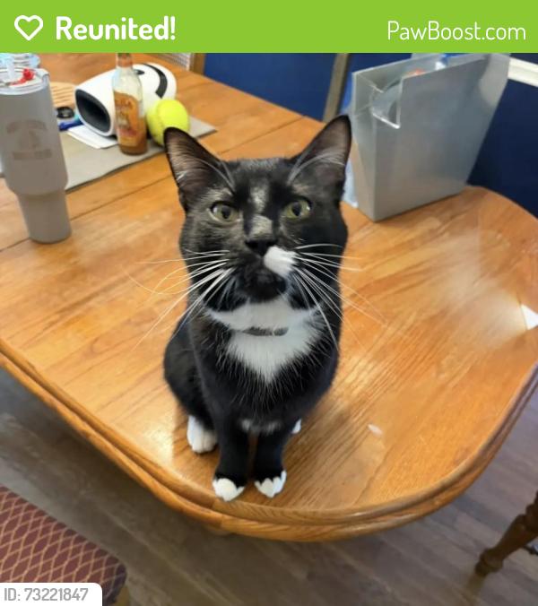 Reunited Male Cat last seen Stone Hollow Rd and Morley Rd, Concord Township, OH 44060