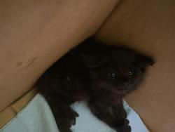 Shelter Stray Unknown Cat last seen , 1850 W 60th St, Los Angeles, CA 90047, USA