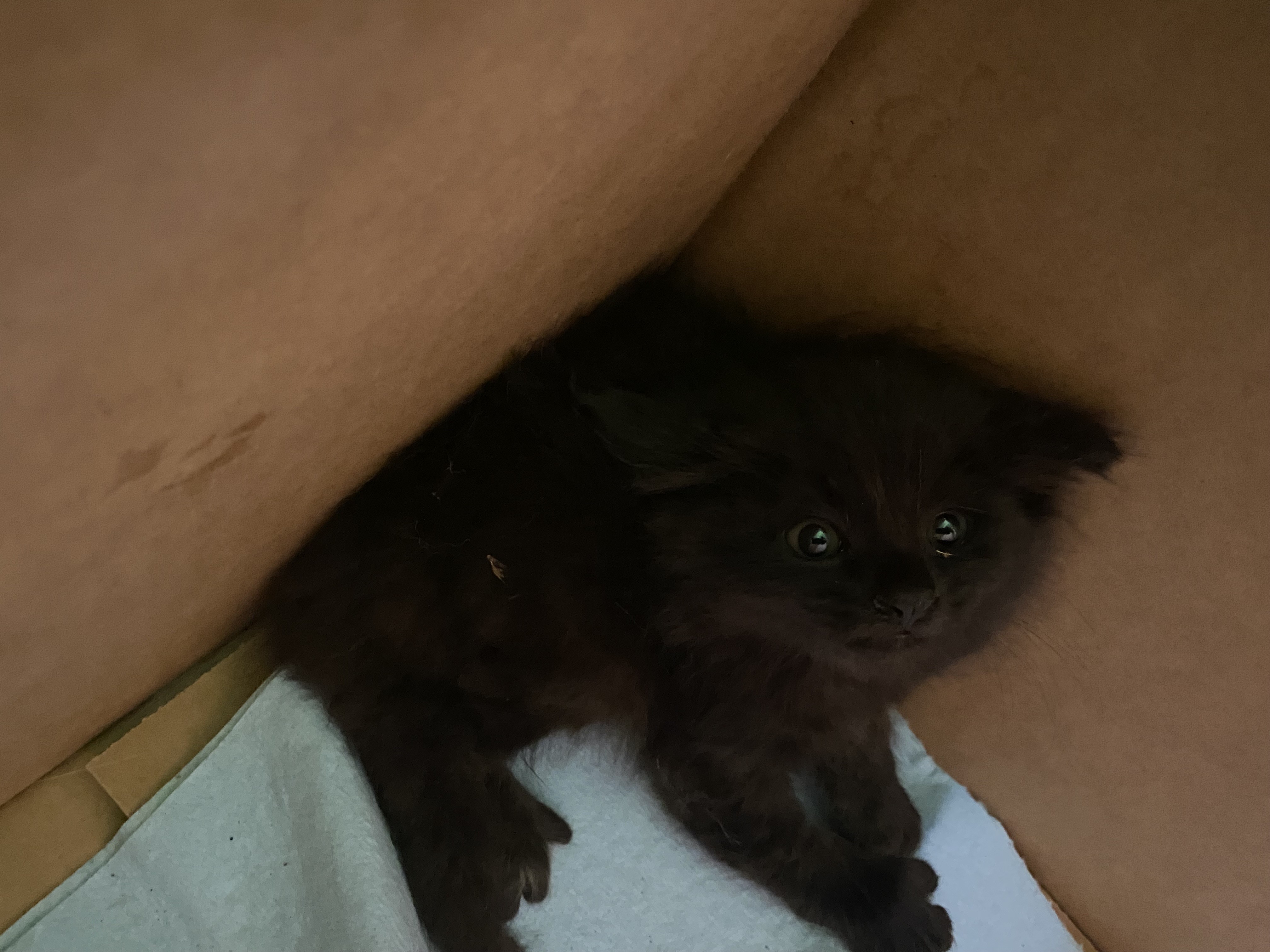 Shelter Stray Unknown Cat last seen , 1850 W 60th St, Los Angeles, CA 90047, USA