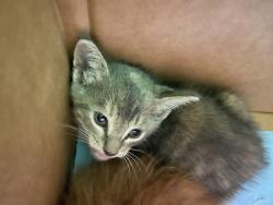 Shelter Stray Unknown Cat last seen , 1850 W 60th St, Los Angeles, CA 90047, USA