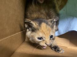 Shelter Stray Unknown Cat last seen , 1850 W 60th St, Los Angeles, CA 90047, USA