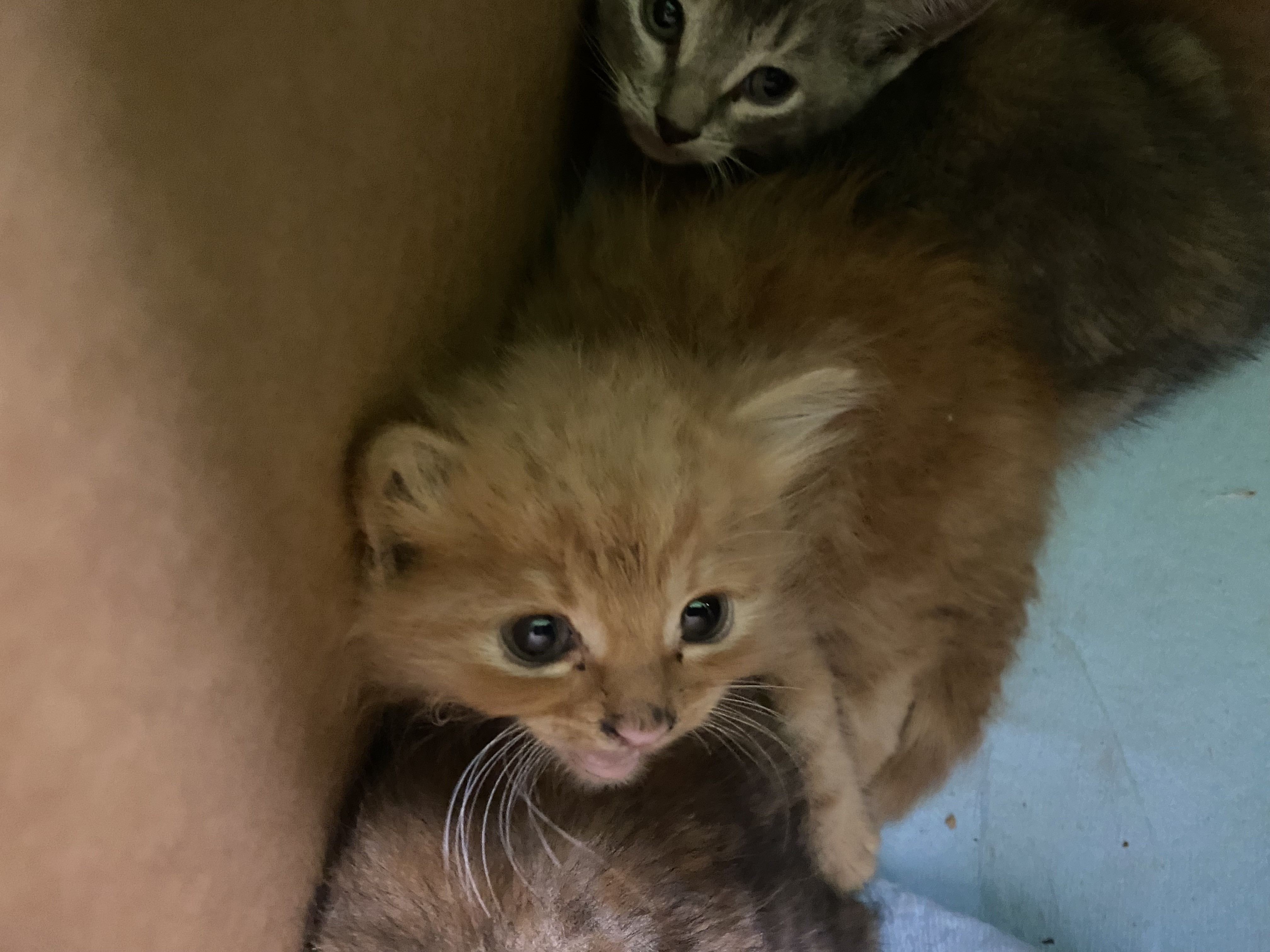 Shelter Stray Unknown Cat last seen , 1850 W 60th St, Los Angeles, CA 90047, USA