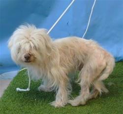 Shelter Stray Male Dog last seen , 216 W Victoria St, Gardena, CA 90248, USA
