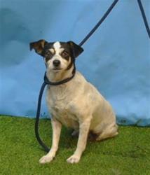 Shelter Stray Female Dog last seen , 216 W Victoria St, Gardena, CA 90248, USA