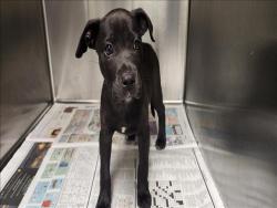 Shelter Stray Female Dog last seen , 11361 W Pico Blvd, Los Angeles, CA 90064, USA