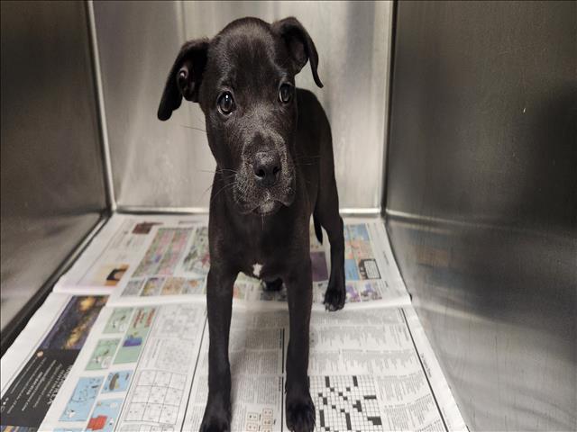 Shelter Stray Female Dog last seen , 11361 W Pico Blvd, Los Angeles, CA 90064, USA