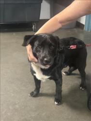 Shelter Stray Male Dog last seen , West Valley Animal Shelter, 20655 Plummer St, Chatsworth, CA 91311, USA