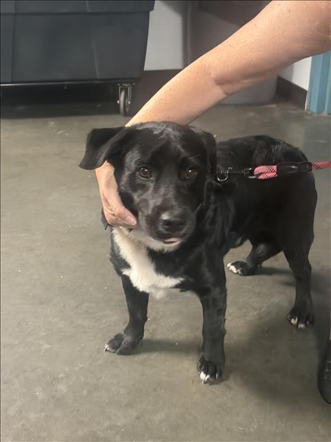 Shelter Stray Male Dog last seen , West Valley Animal Shelter, 20655 Plummer St, Chatsworth, CA 91311, USA