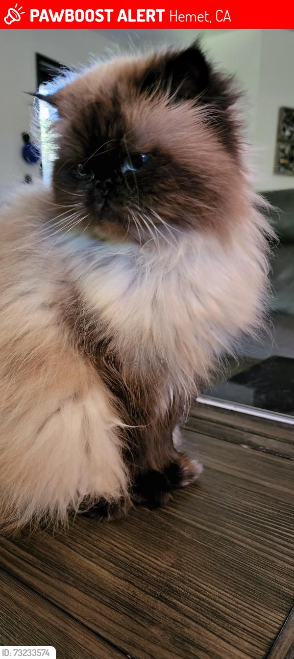Lost Male Cat last seen Lyon Pepper Tree, Hemet, CA 92543