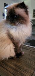 Lost Male Cat last seen Lyon Pepper Tree, Hemet, CA 92543