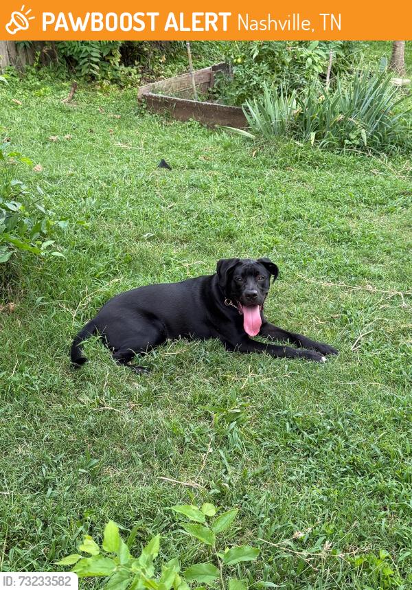 Found/Stray Male Dog last seen Russell St and 9th St, Nashville, TN 37206