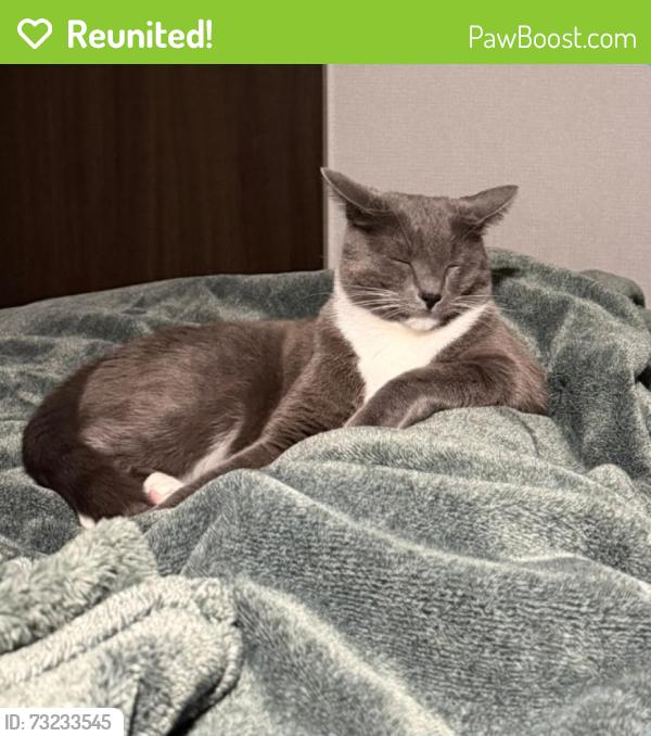 Reunited Male Cat last seen Near Bridge Water Ln, Menifee, CA 92584, USA, Menifee, CA 92584