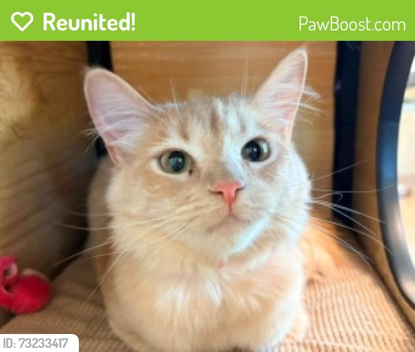 Reunited Female Cat last seen Evergreen Ave and Monte Carlo Dr, Murrieta, CA 92563