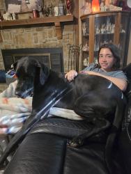 Lost Female Dog last seen Near Bond St Shawnee, KS 66203, Shawnee, KS 66203